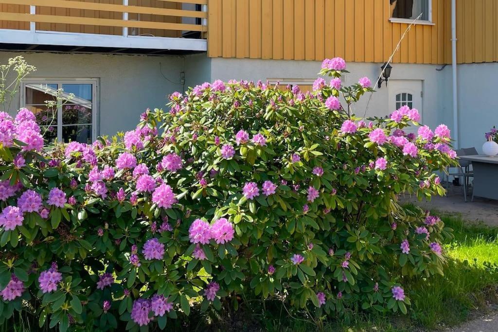 Cosy And Well-Equipped Apartment With Free Parking 特隆赫姆 外观 照片
